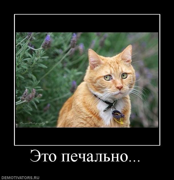 Демотиваторы (63 фото)