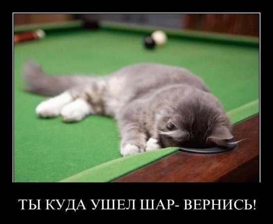 Демотиваторы (63 фото)