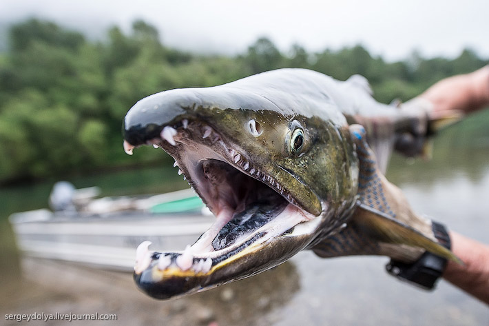 Производство лосося на Камчатке