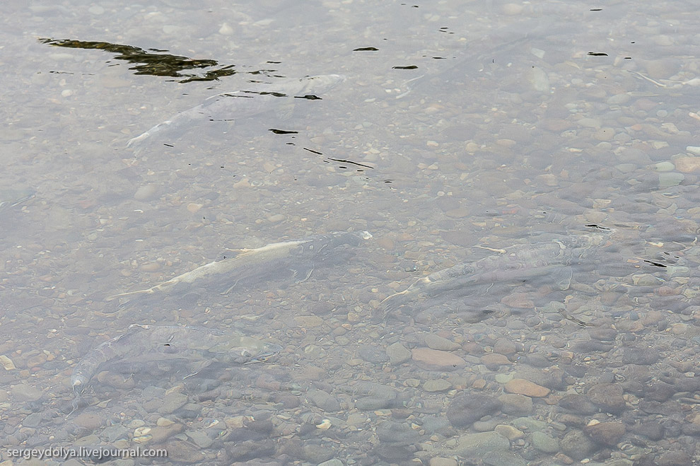 Производство лосося на Камчатке