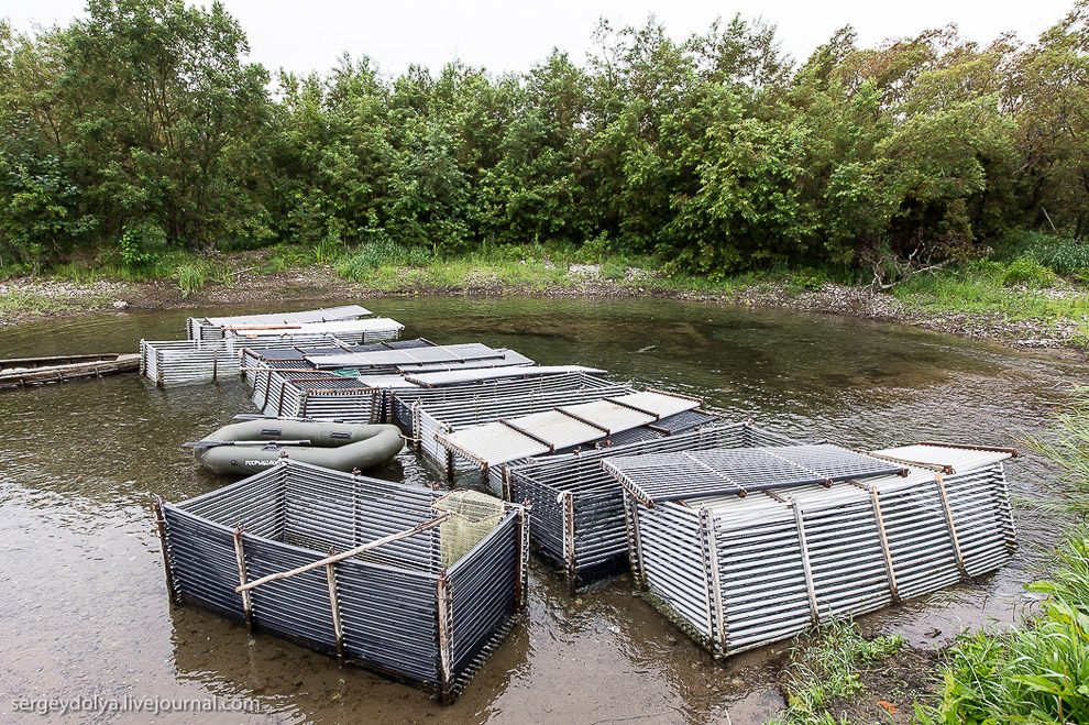 Производство лосося на Камчатке