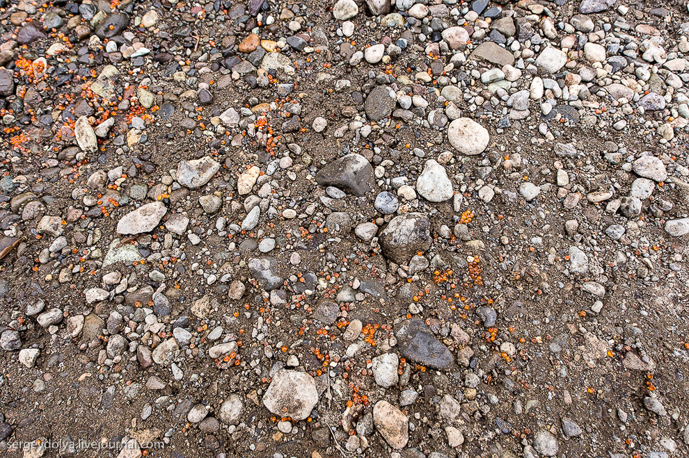 Производство лосося на Камчатке