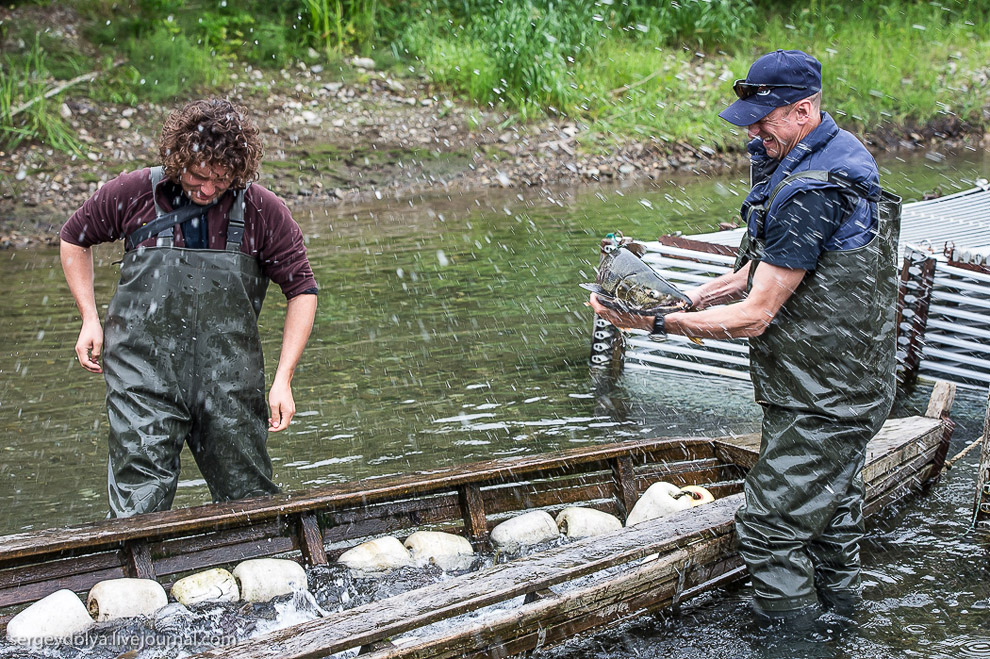 Производство лосося на Камчатке