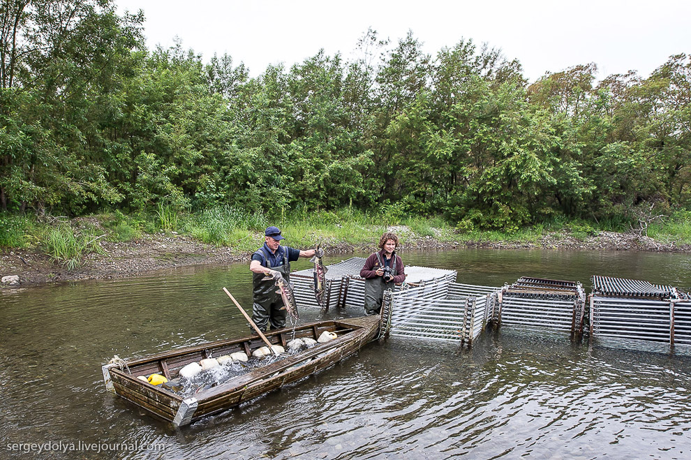 Производство лосося на Камчатке