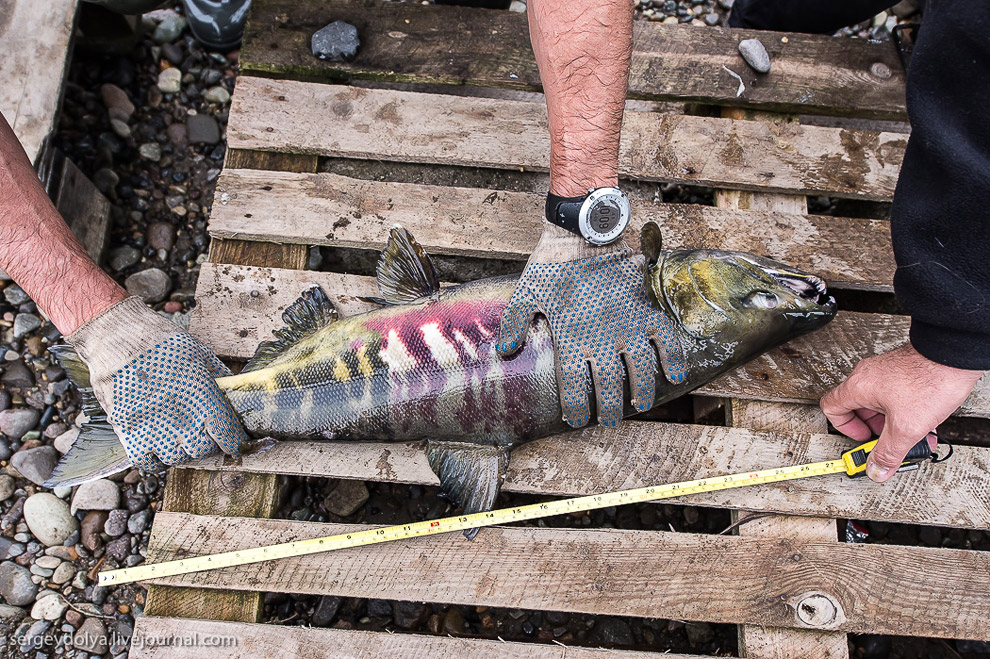 Производство лосося на Камчатке