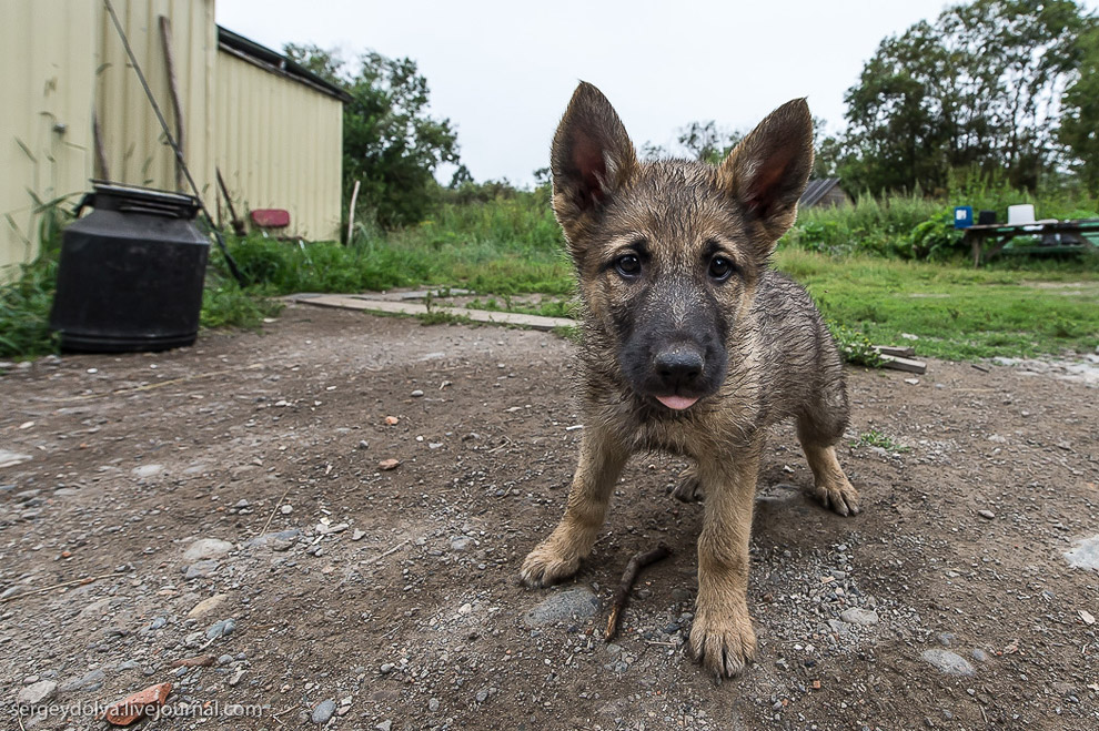 Производство лосося на Камчатке
