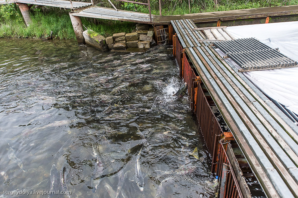 Производство лосося на Камчатке