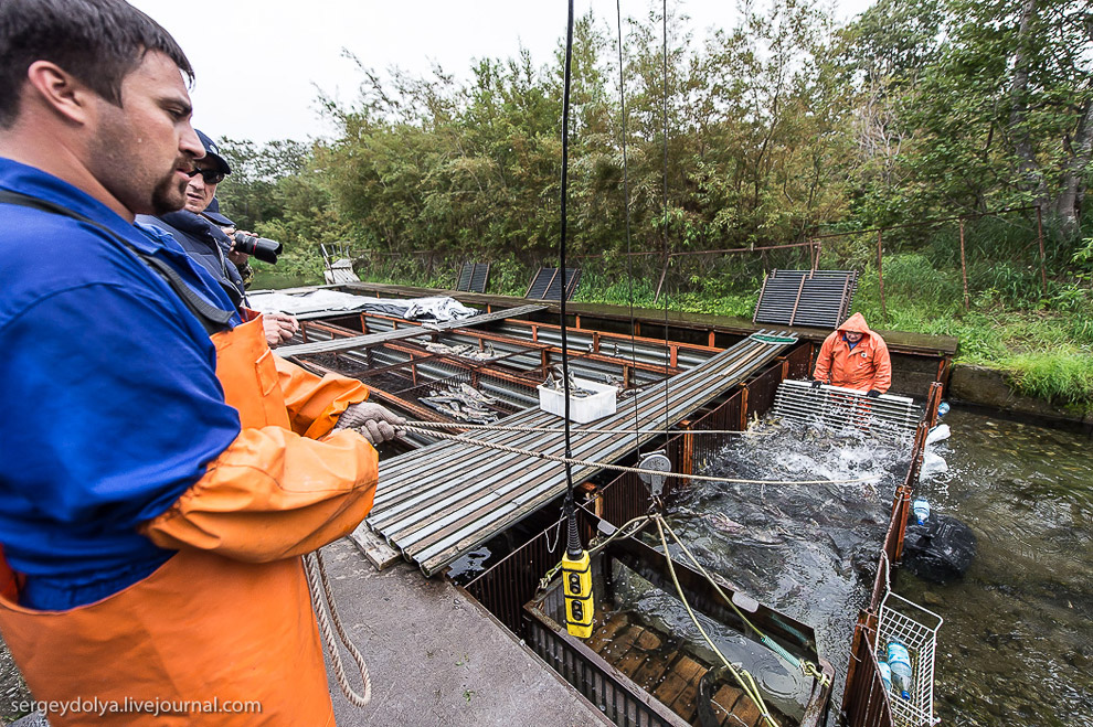 Производство лосося на Камчатке
