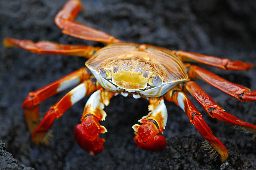 Удивительные создания на Галапагосских островах