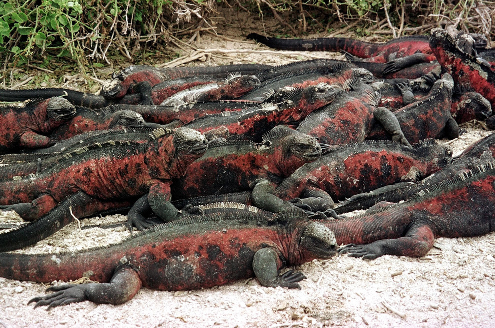 Удивительные создания на Галапагосских островах