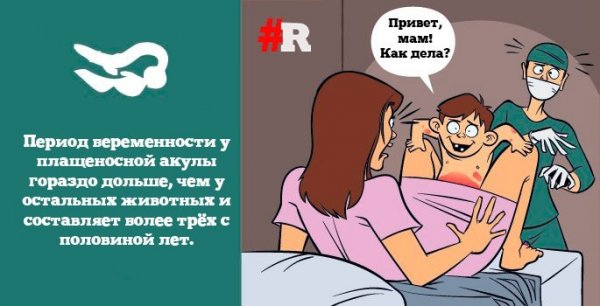 Если бы люди рожали как животные