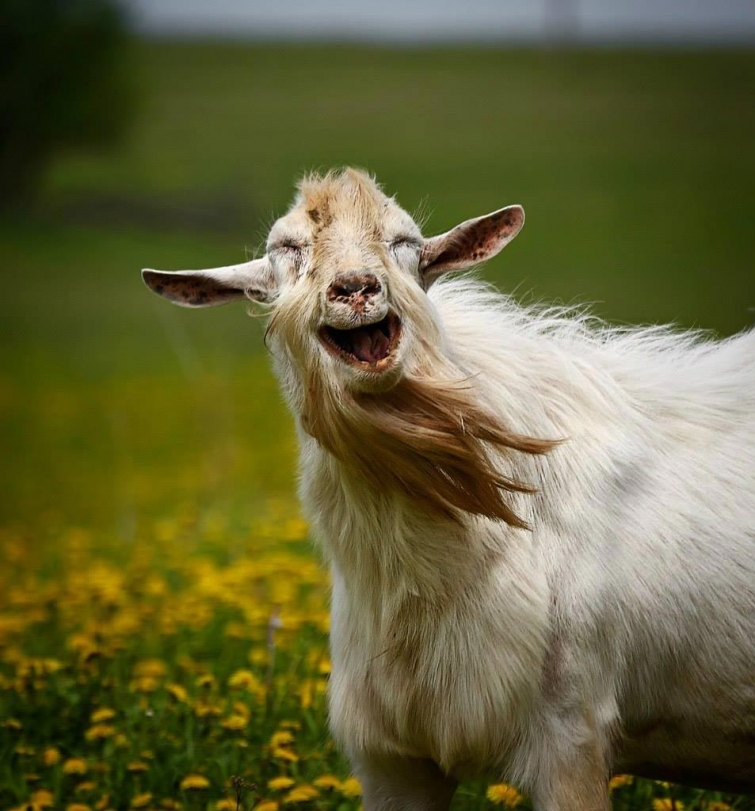 10 средневековых способов лечения, приводящих в недоумение