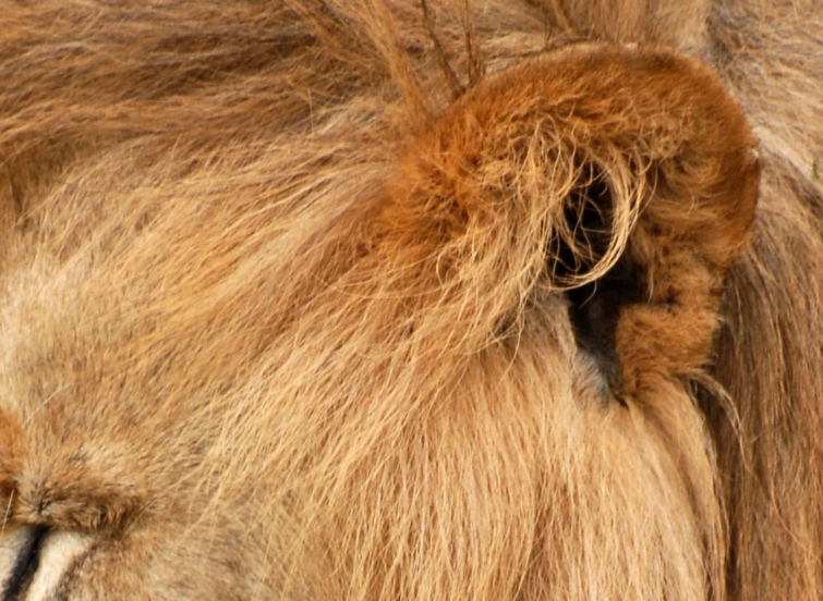 10 средневековых способов лечения, приводящих в недоумение