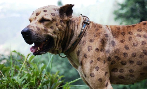 Интересные факты про собачьи бои