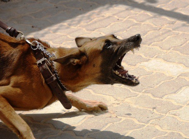 Интересные факты про собачьи бои