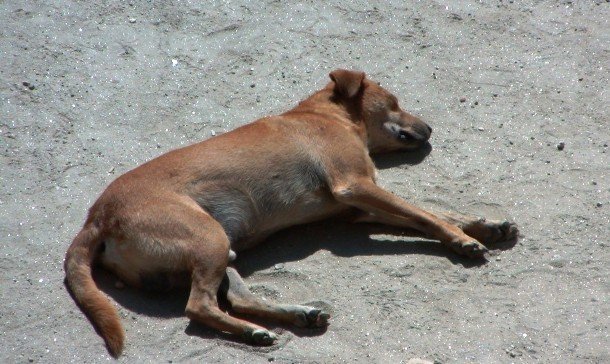 Интересные факты про собачьи бои