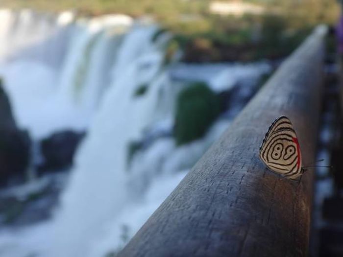 Порция картинок