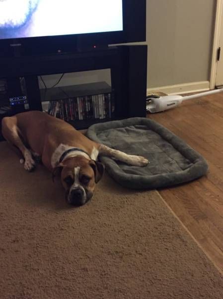 Порция картинок