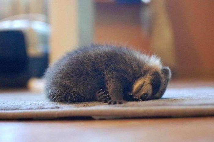 Порция картинок