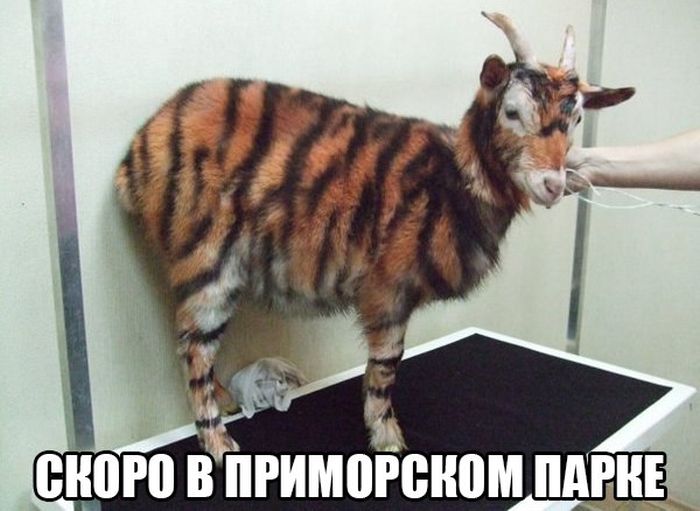 Порция картинок