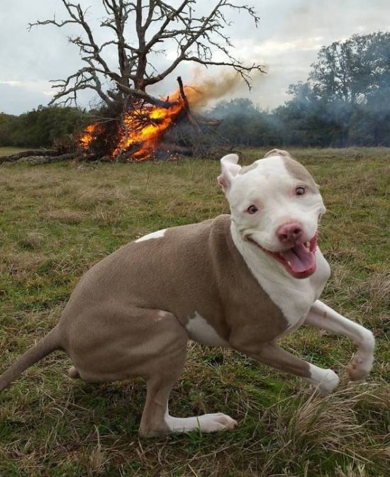 Порция картинок