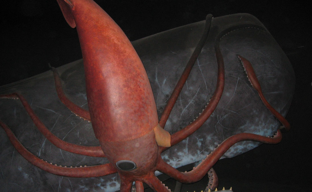 Ужасные кракены из морских пучин Ужасные кракены из морских пучин