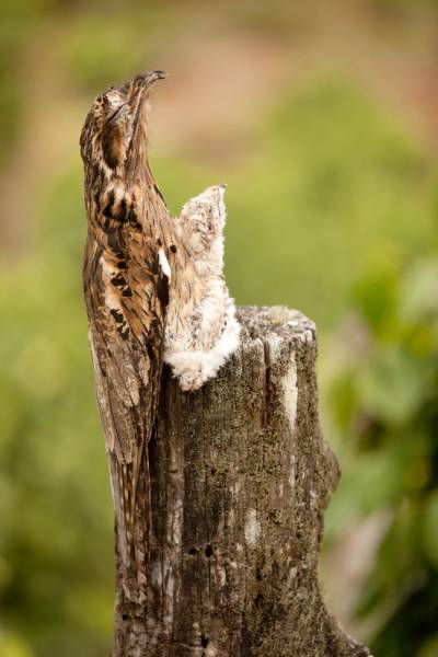 Фото, на которые следует смотреть дважды