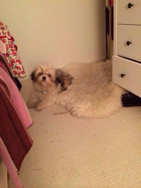 Фото, на которые следует смотреть дважды