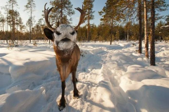 Фото, на которые следует смотреть дважды