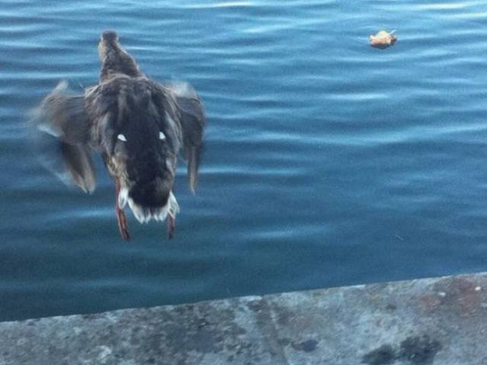 Фото, на которые следует смотреть дважды