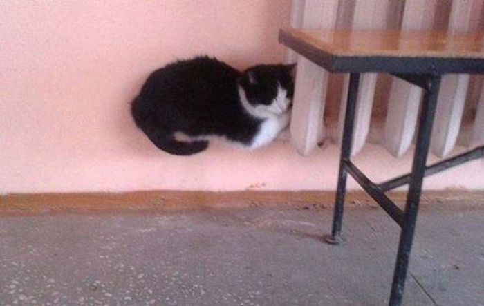 Фото, на которые следует смотреть дважды