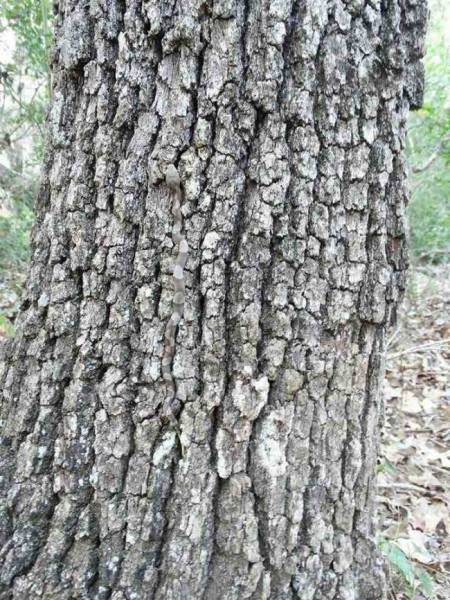 Фото, на которые следует смотреть дважды