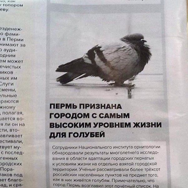 Подборка смешных заголовка из газет, журналов и интернет-изданий