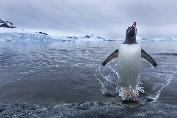 Папуанские пингвины Папуанские пингвины