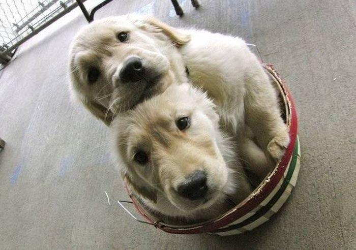 Прикольные картинки