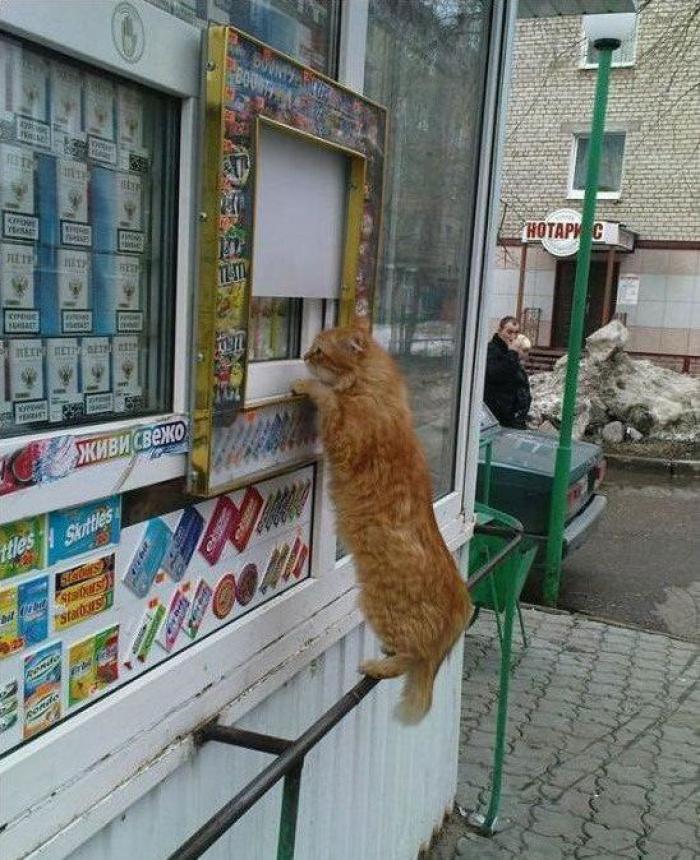 Прикольные картинки