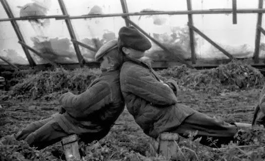 Все на картошку! (39 фото)