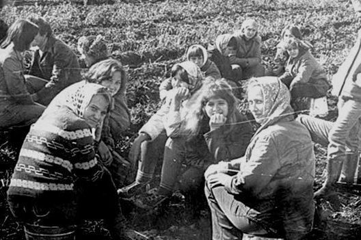 Все на картошку! (39 фото)