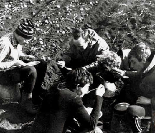 Все на картошку! (39 фото)