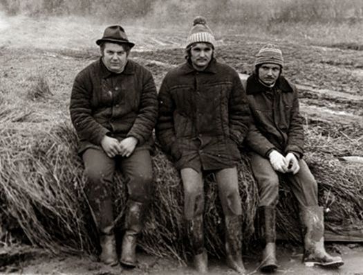 Все на картошку! (39 фото)