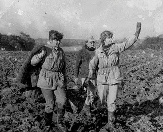 Все на картошку! (39 фото)