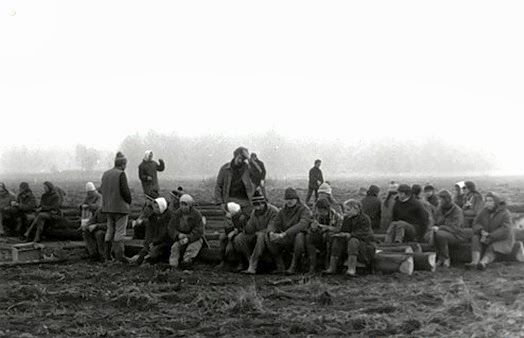 Все на картошку! (39 фото)