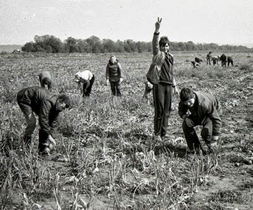 Все на картошку! (39 фото)