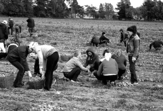 Все на картошку! (39 фото)