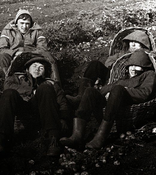 Все на картошку! (39 фото)