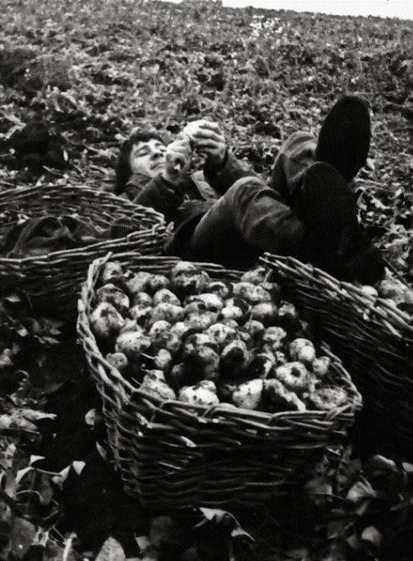 Все на картошку! (39 фото)