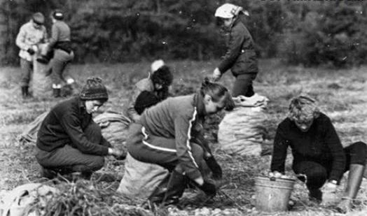 Все на картошку! (39 фото)