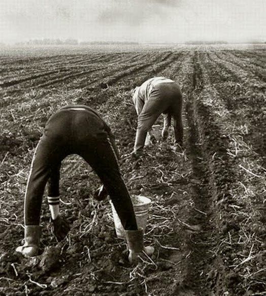 Все на картошку! (39 фото)