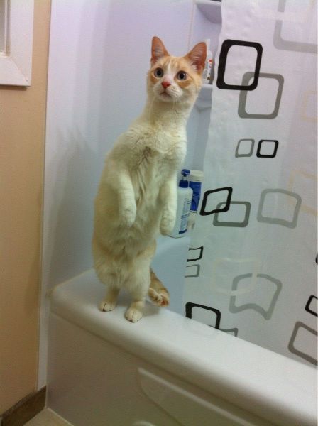 Прикольные картинки (92 фото)