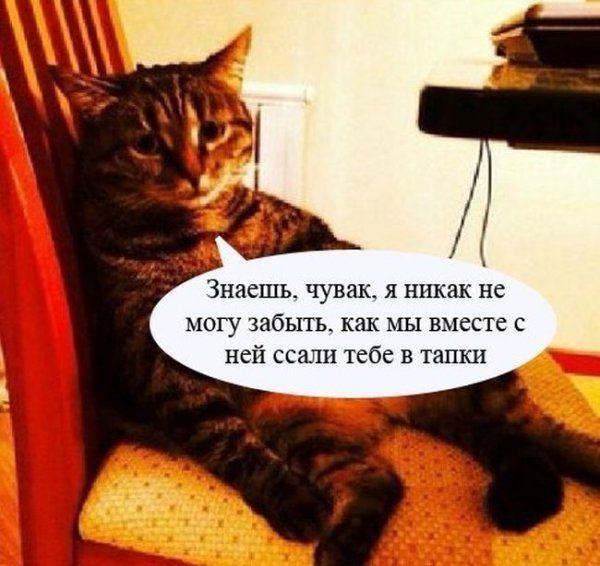 Прикольные картинки (92 фото)